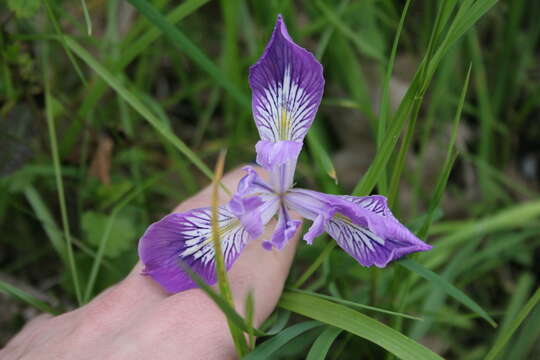 Image of toughleaf iris