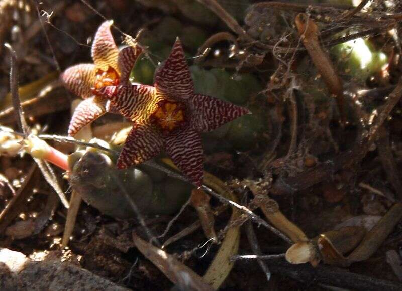 Ceropegia geminata subsp. geminata的圖片