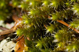 Image de Hedwigia ciliata Palisot de Beauvois 1805