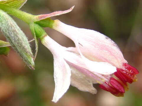 Image of Lonicera praeflorens Batalin