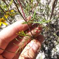 Tagetes linifolia Seaton resmi