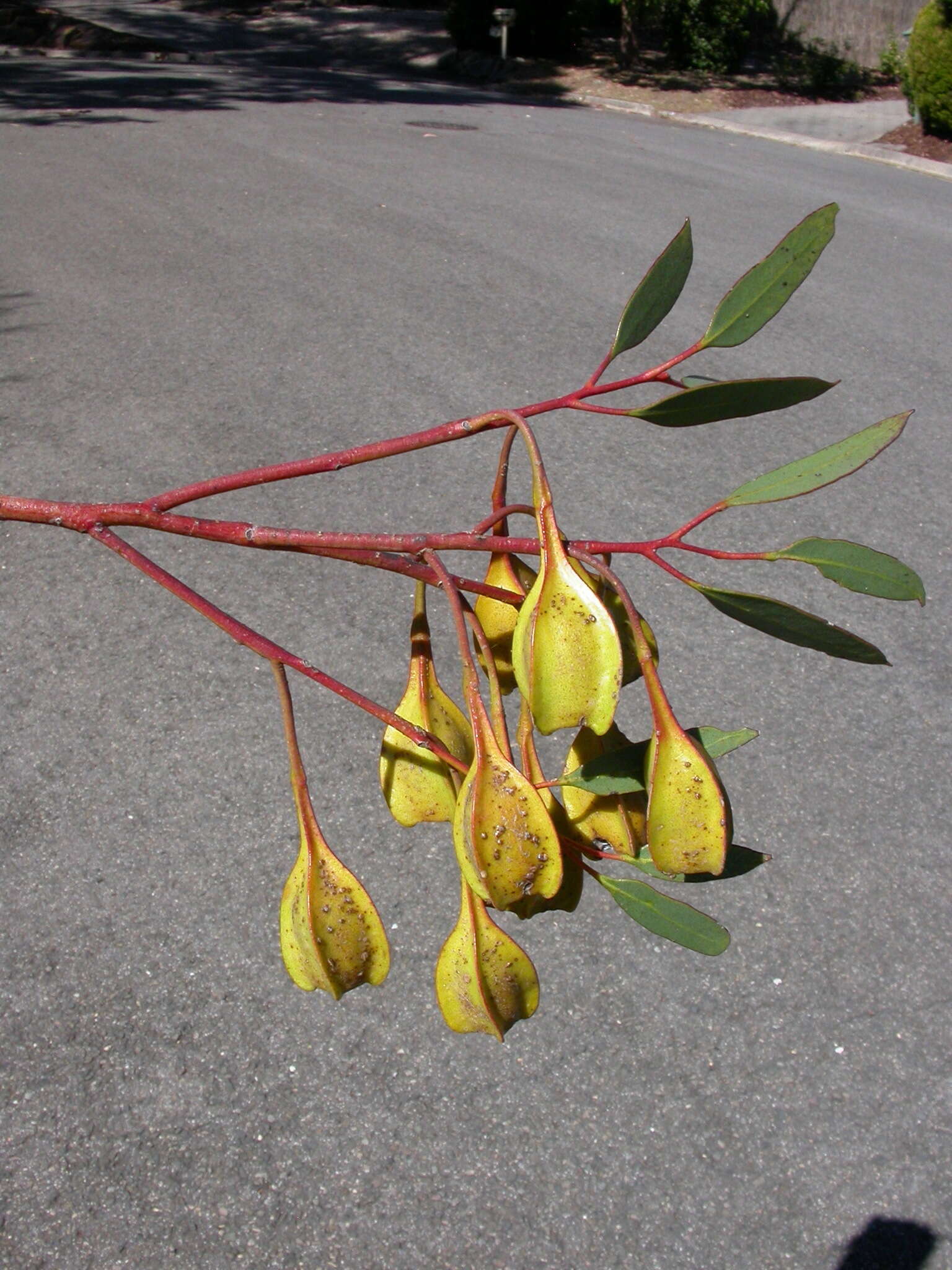 Image of Eucalyptus dolichorhyncha (Brooker) M. I. H. Brooker & S. D. Hopper