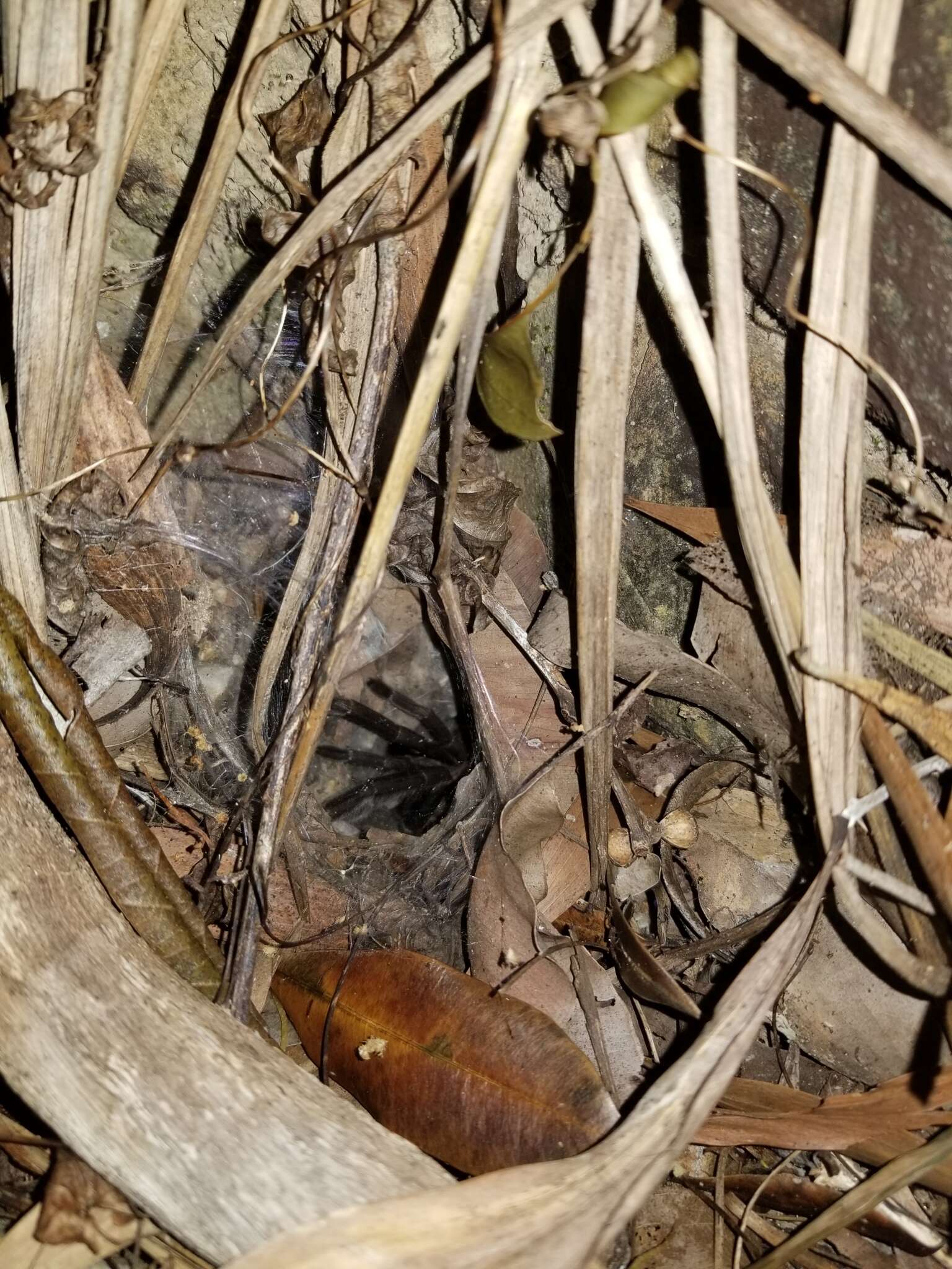 Image of Barking Birdeater Tarantula