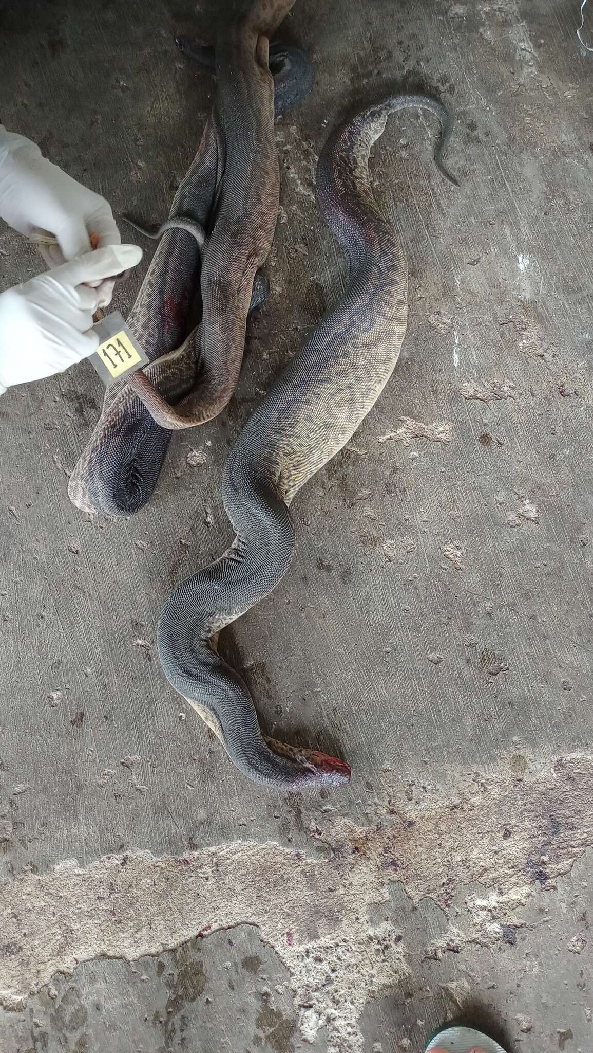 Image of Elephant Trunk Snake