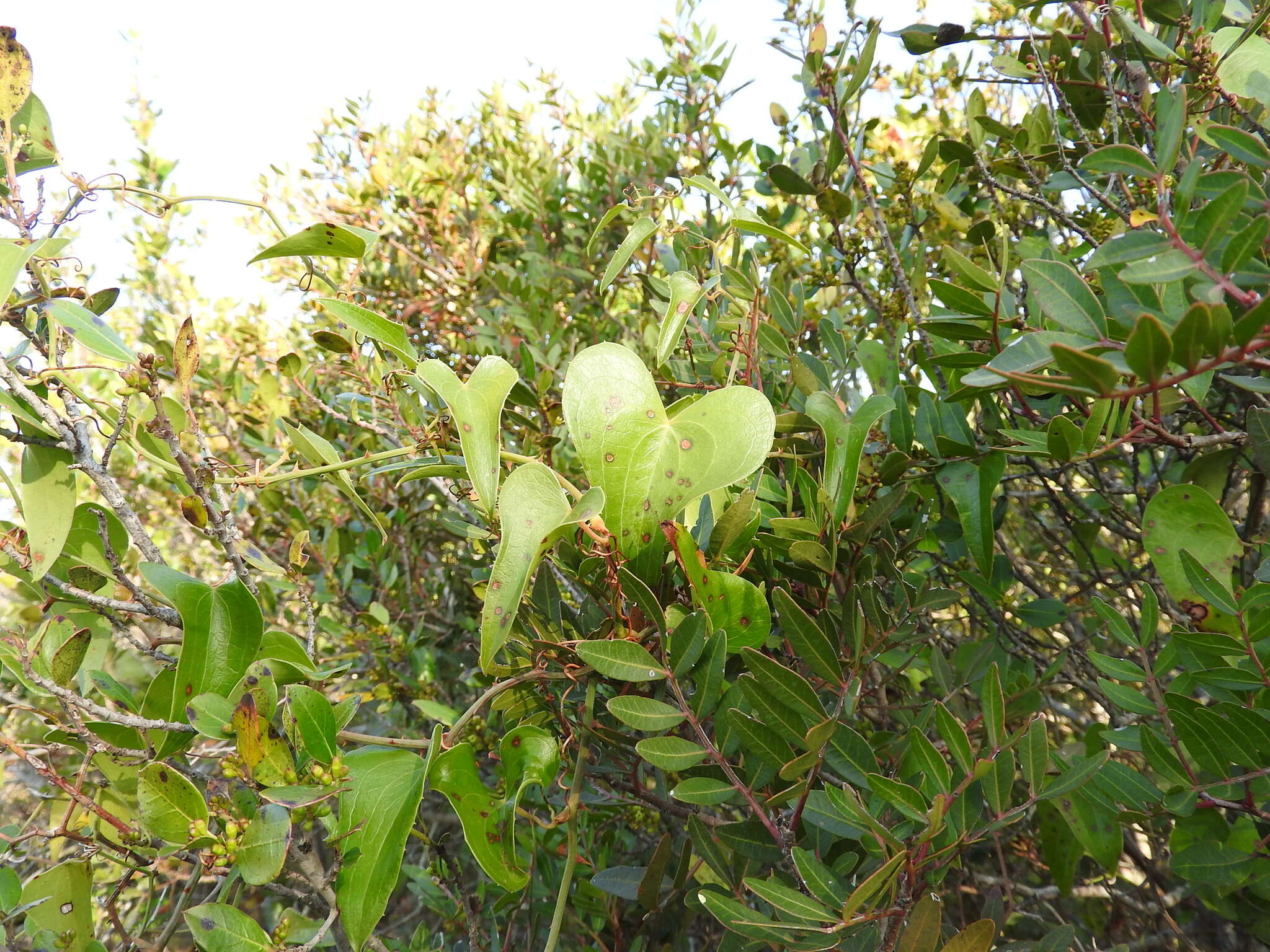 Smilax aspera L. resmi