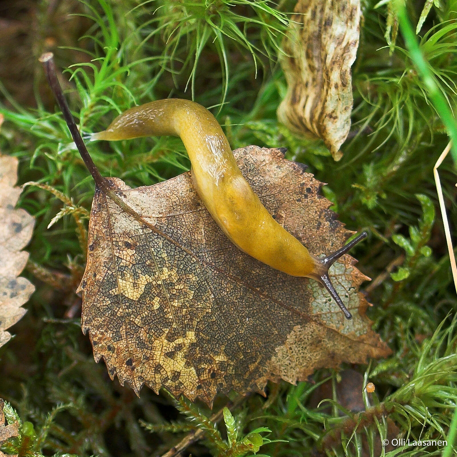 Image of Malacolimax tenellus (O. F. Müller 1774)