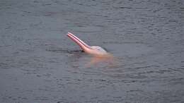 Image of Bolivian river dolphin