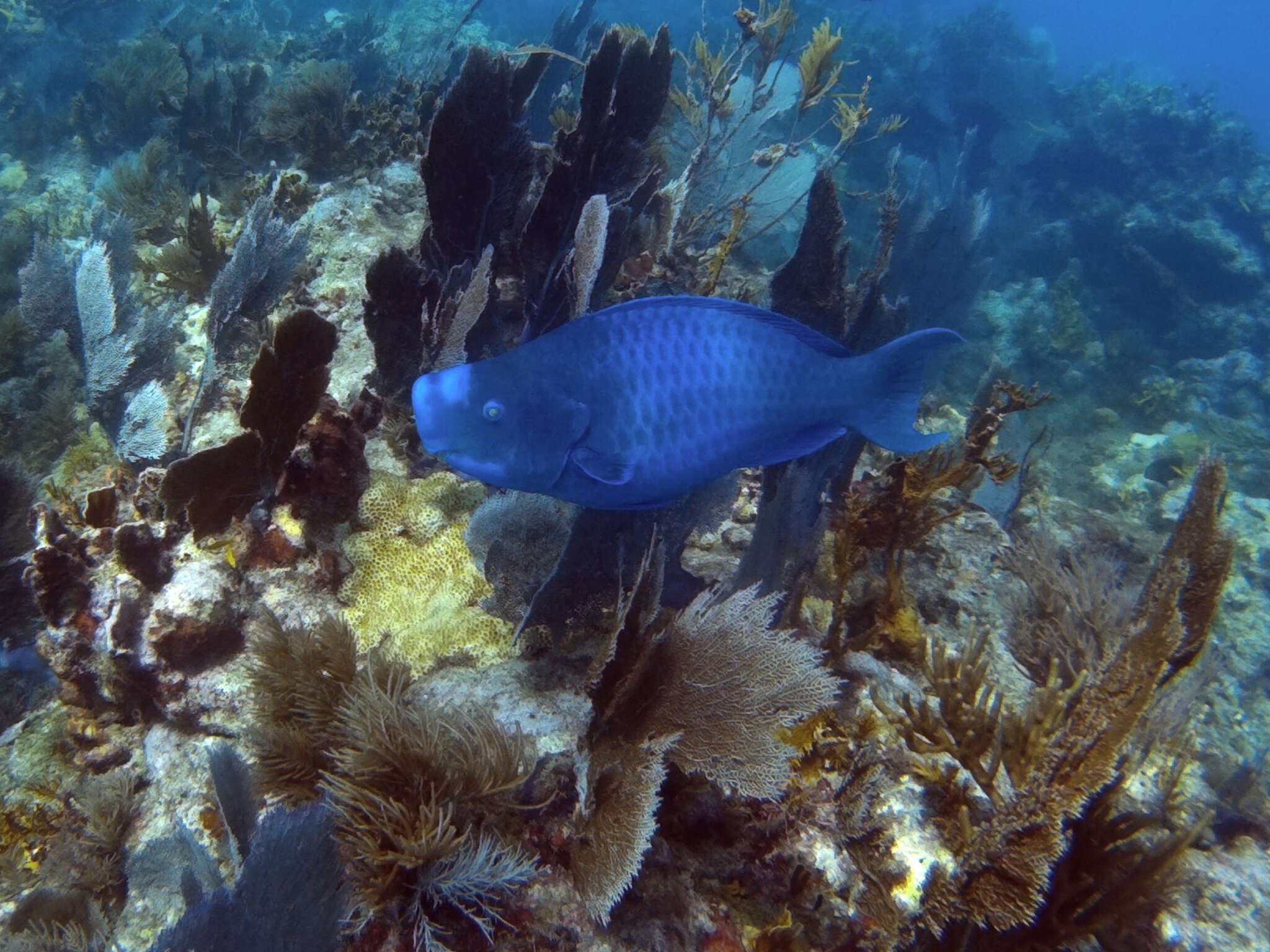 Image of Blue Kwab