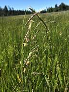 Image of Oregon semaphoregrass