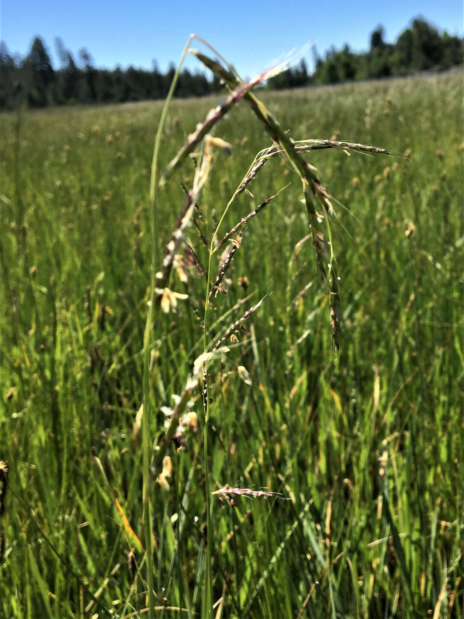 Image of Oregon semaphoregrass