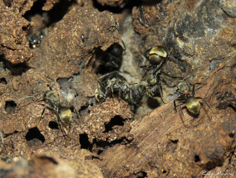 Plancia ëd Camponotus arboreus (Smith 1858)