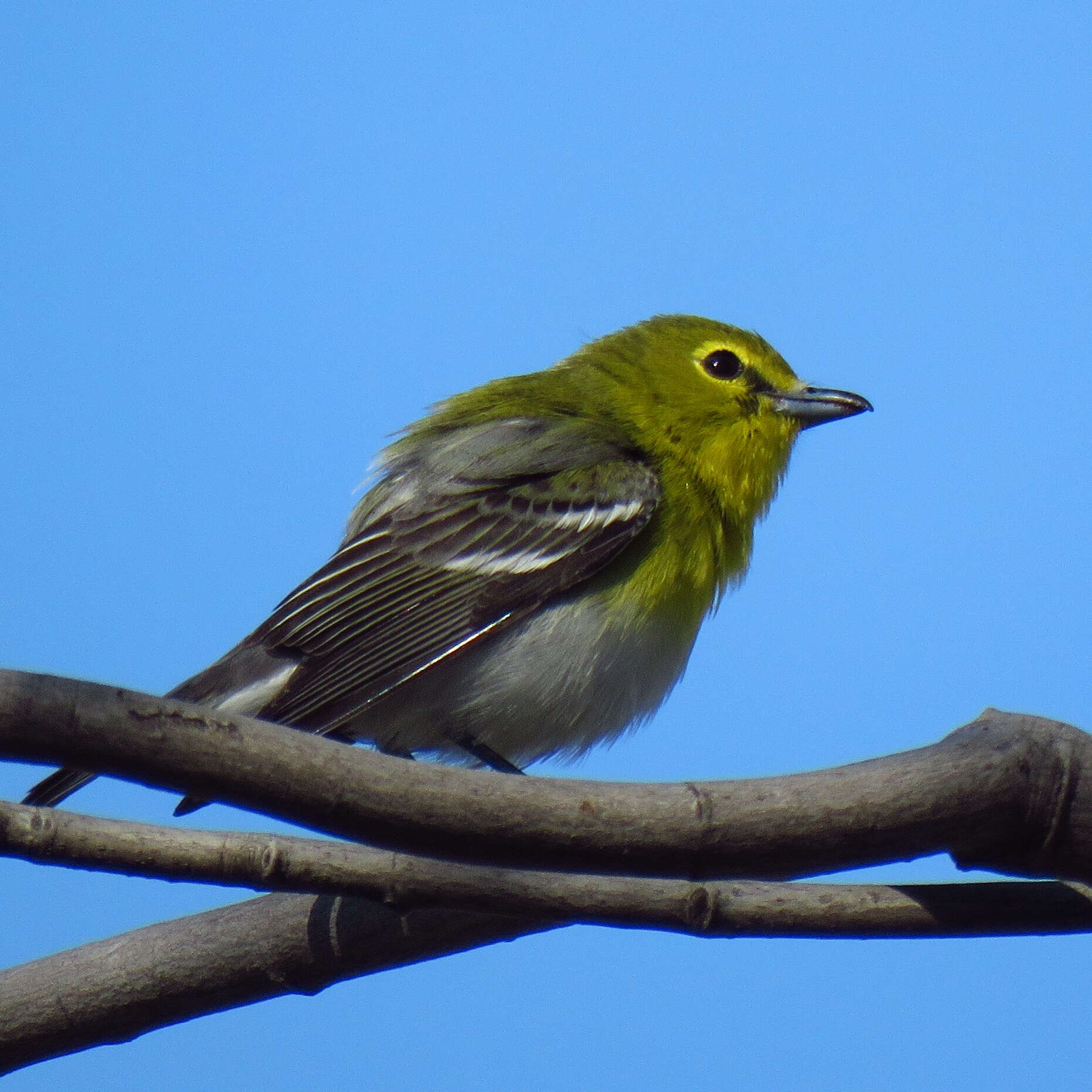 Sivun keltarintavireo kuva