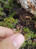 Image of Limonium minutum (L.) Chaz.