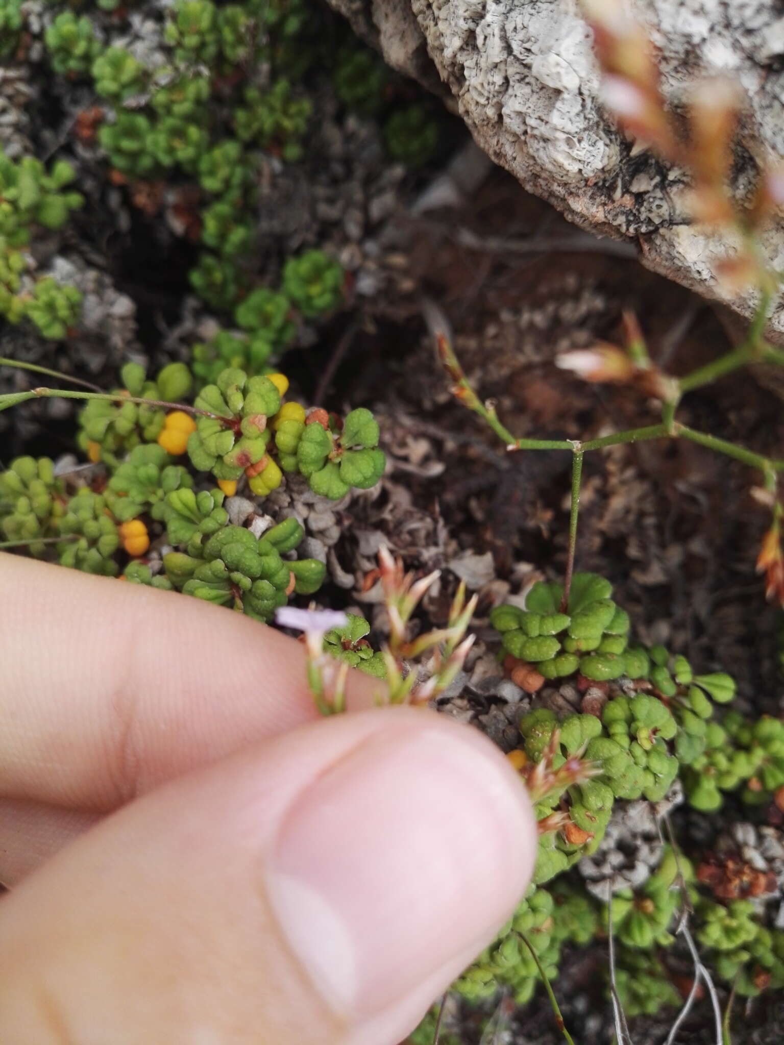 Image of Limonium minutum (L.) Chaz.