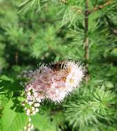 Слика од Eristalis cryptarum (Fabricius 1794)