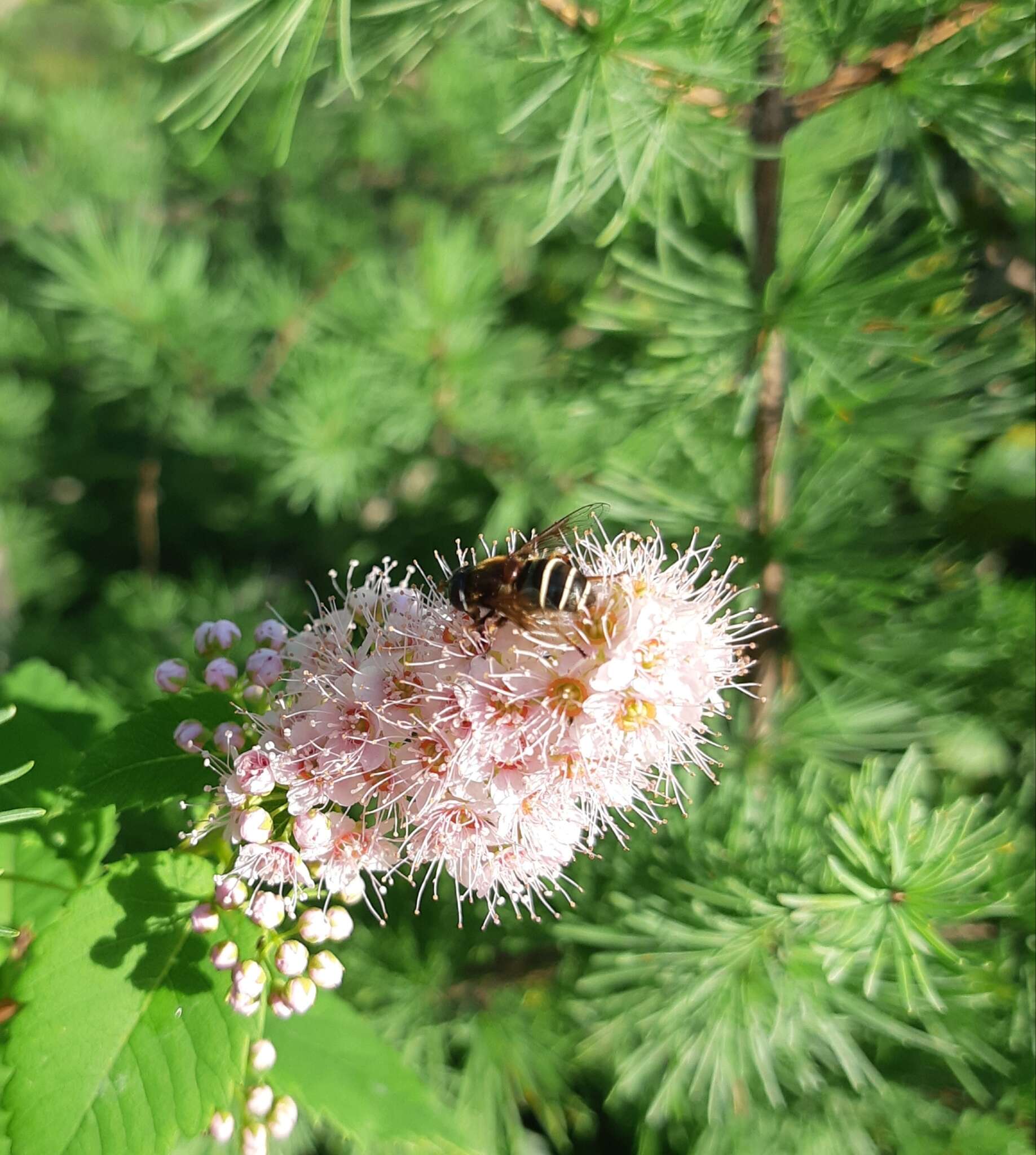 Слика од Eristalis cryptarum (Fabricius 1794)