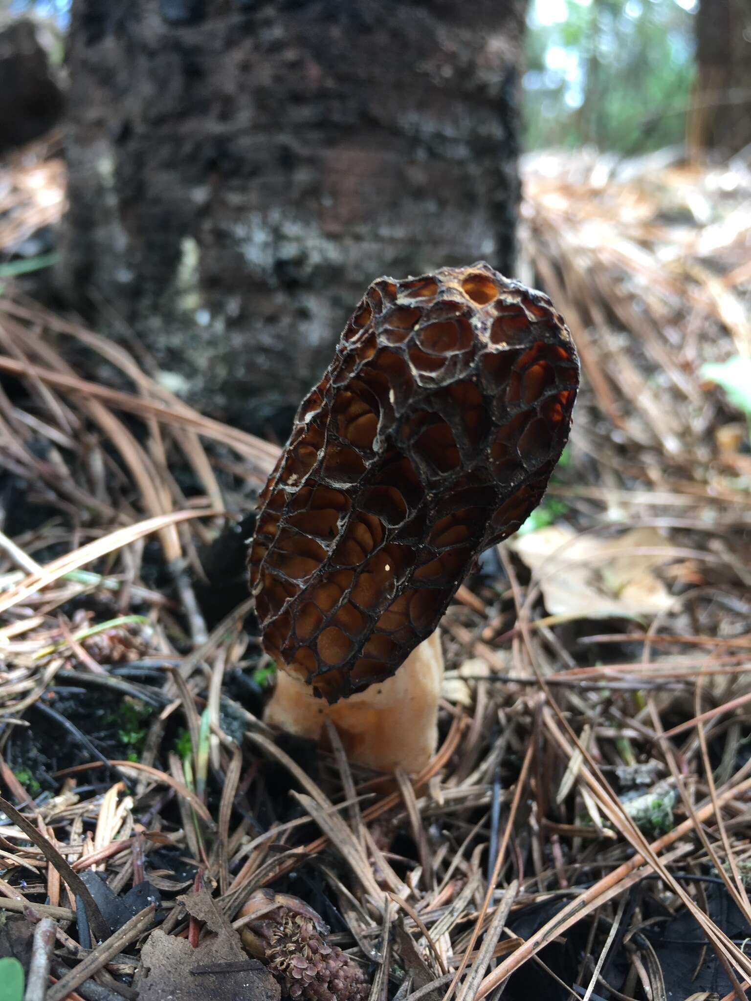 Image of Morchella sextelata M. Kuo 2012