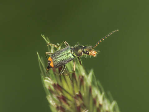 Слика од <i>Clanoptilus italicus</i> (Pardo 1967)