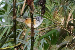 Image of Streak-headed Antbird