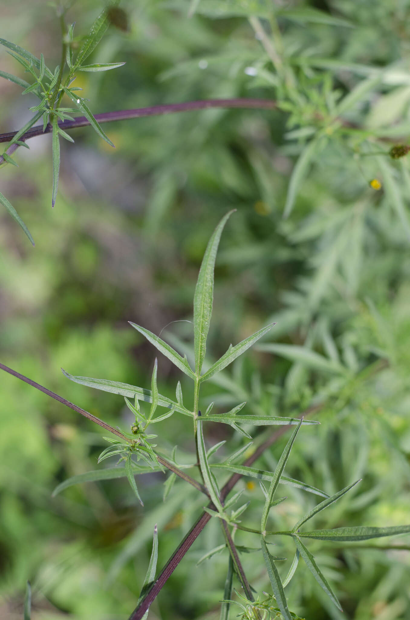 Image of Bidens subalternans DC.