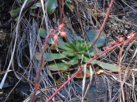 Image of succulent