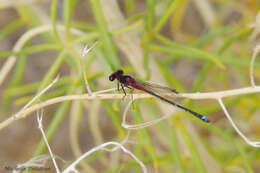 Andinagrion peterseni (Ris 1908) resmi