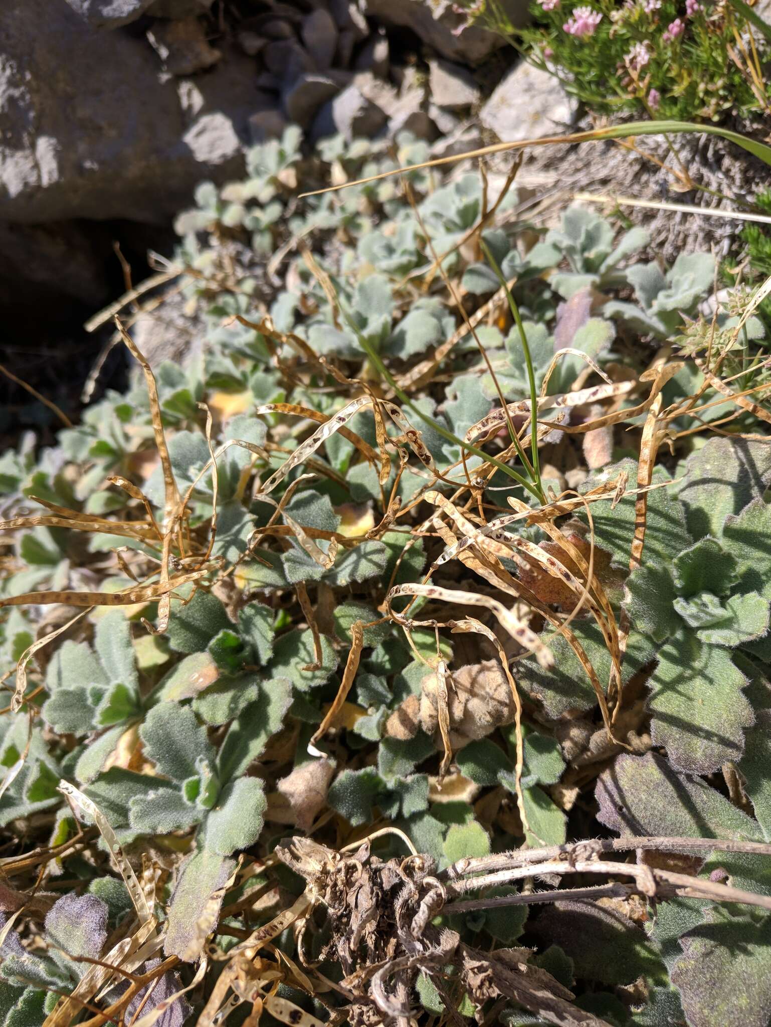 Image of Gray rockcress