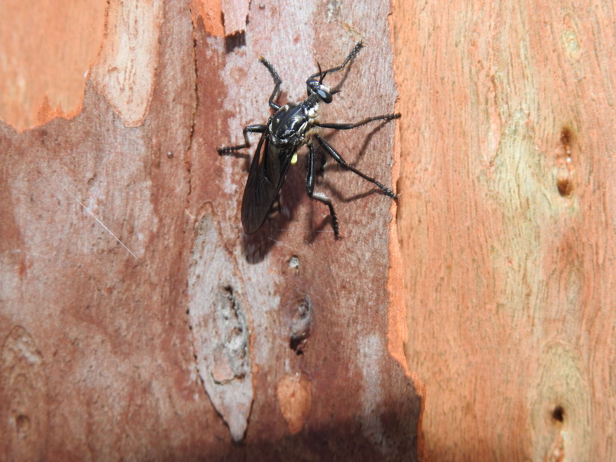 Image of Chryseutria nigrina Hardy 1928