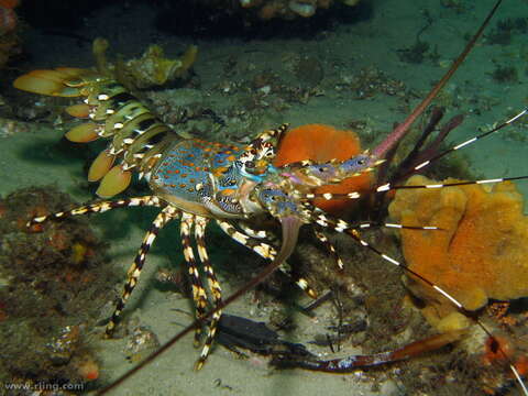 Image of Ornate Spiny Lobster