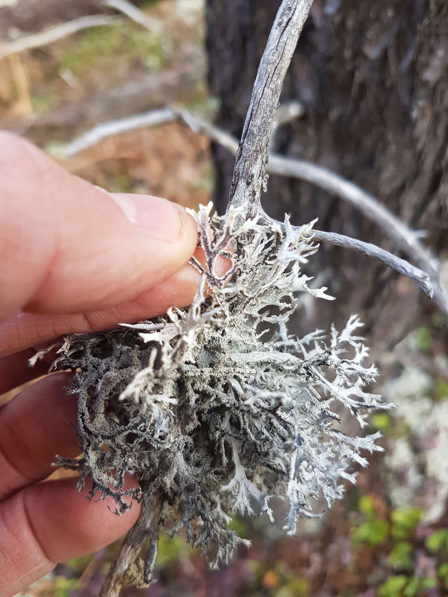 Image of light and dark lichen