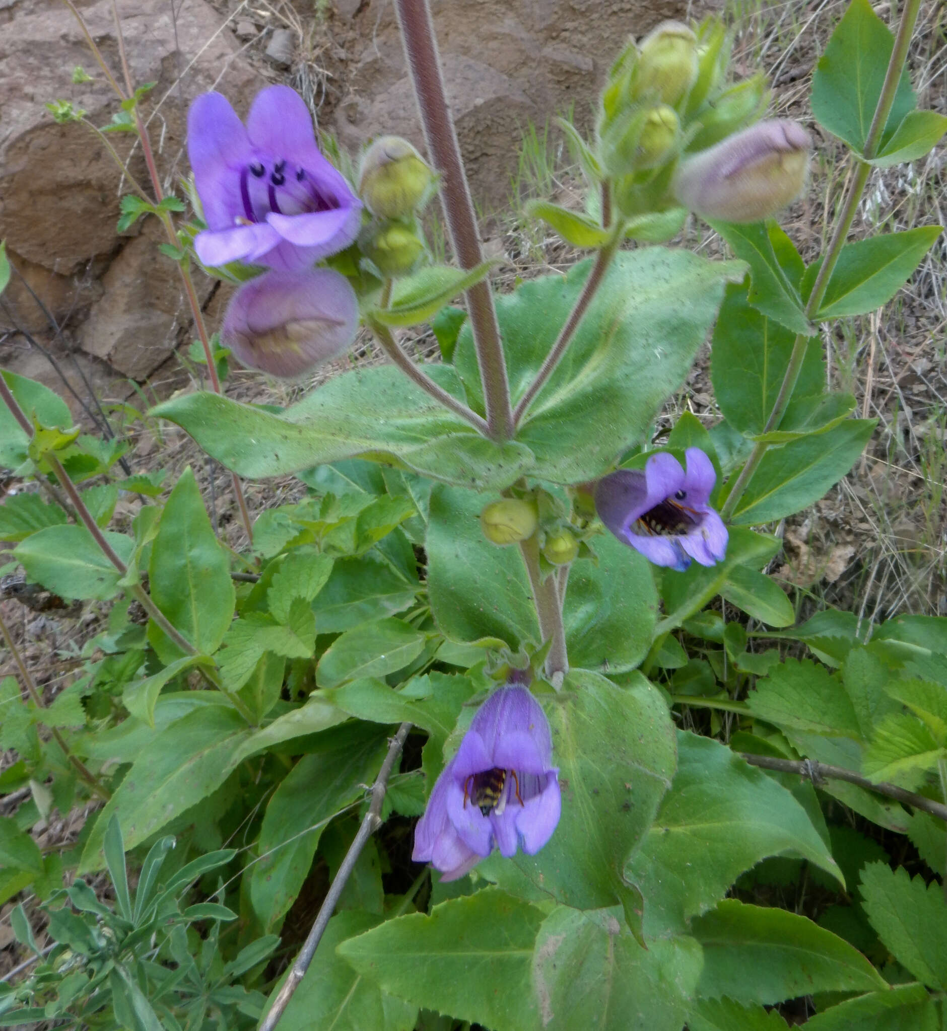 Image of stickystem penstemon