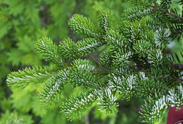 Image of Veitch Fir