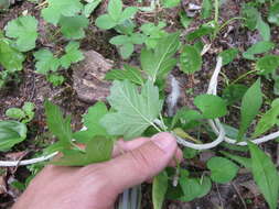 Viburnum opulus var. americanum (P. Mill.) Ait. resmi