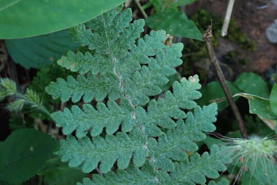 Plancia ëd Notholaena brachypus (Kunze) J. Sm.