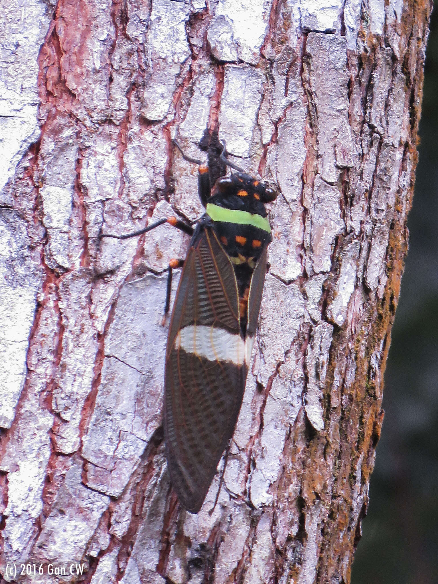 Image of Tosena fasciata (Fabricius 1787)