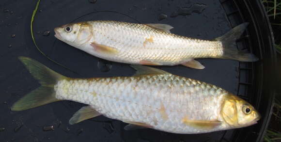 Image of Bushveld smallscale yellowfish