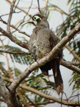 صورة Melidectes rufocrissalis (Reichenow 1915)