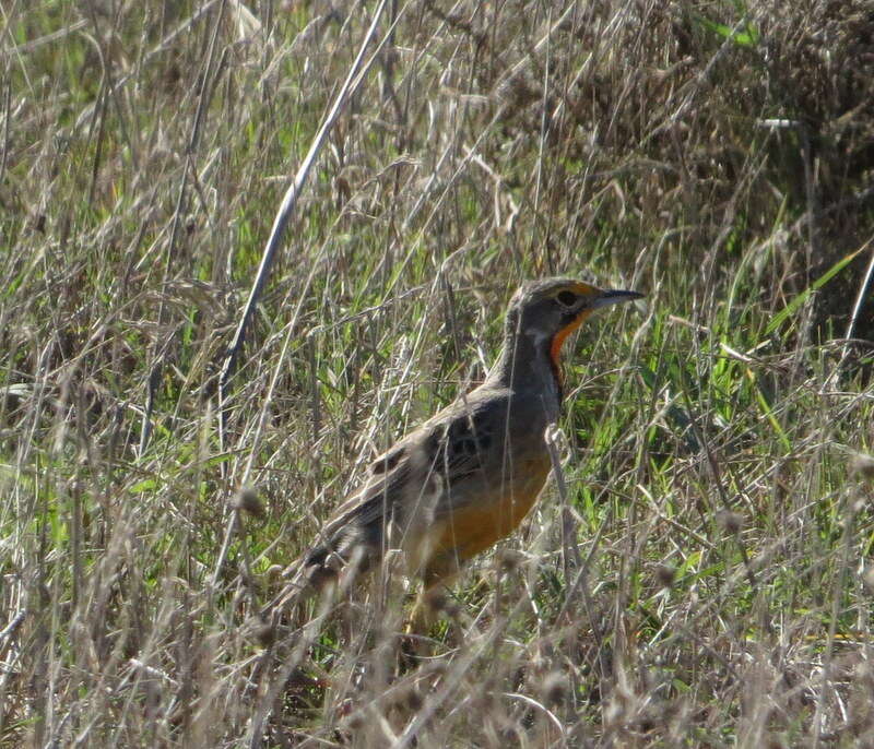 Plancia ëd Macronyx capensis capensis (Linnaeus 1766)