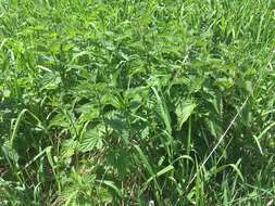 Image of California nettle