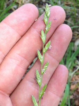 Image of Italian Rye Grass