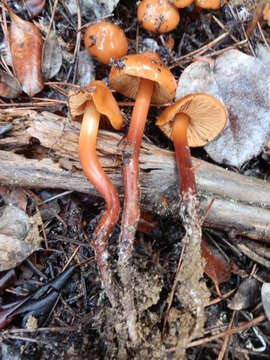 Image of California phaeocollybia