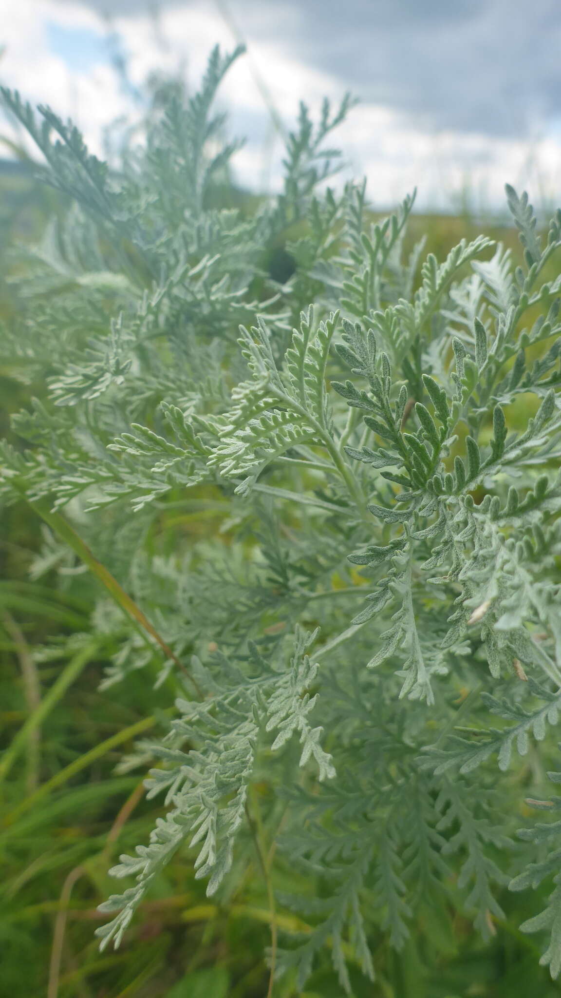 Image of Artemisia gmelinii var. messerschmidiana (Bess.) Poljakov