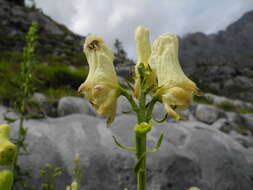 Imagem de Aconitum lycoctonum subsp. neapolitanum (Ten.) Nyman