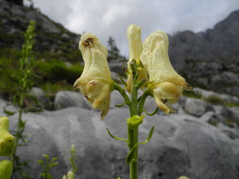 Image of Aconitum lycoctonum subsp. neapolitanum (Ten.) Nyman