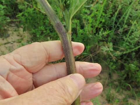 Image of rosinweed sunflower