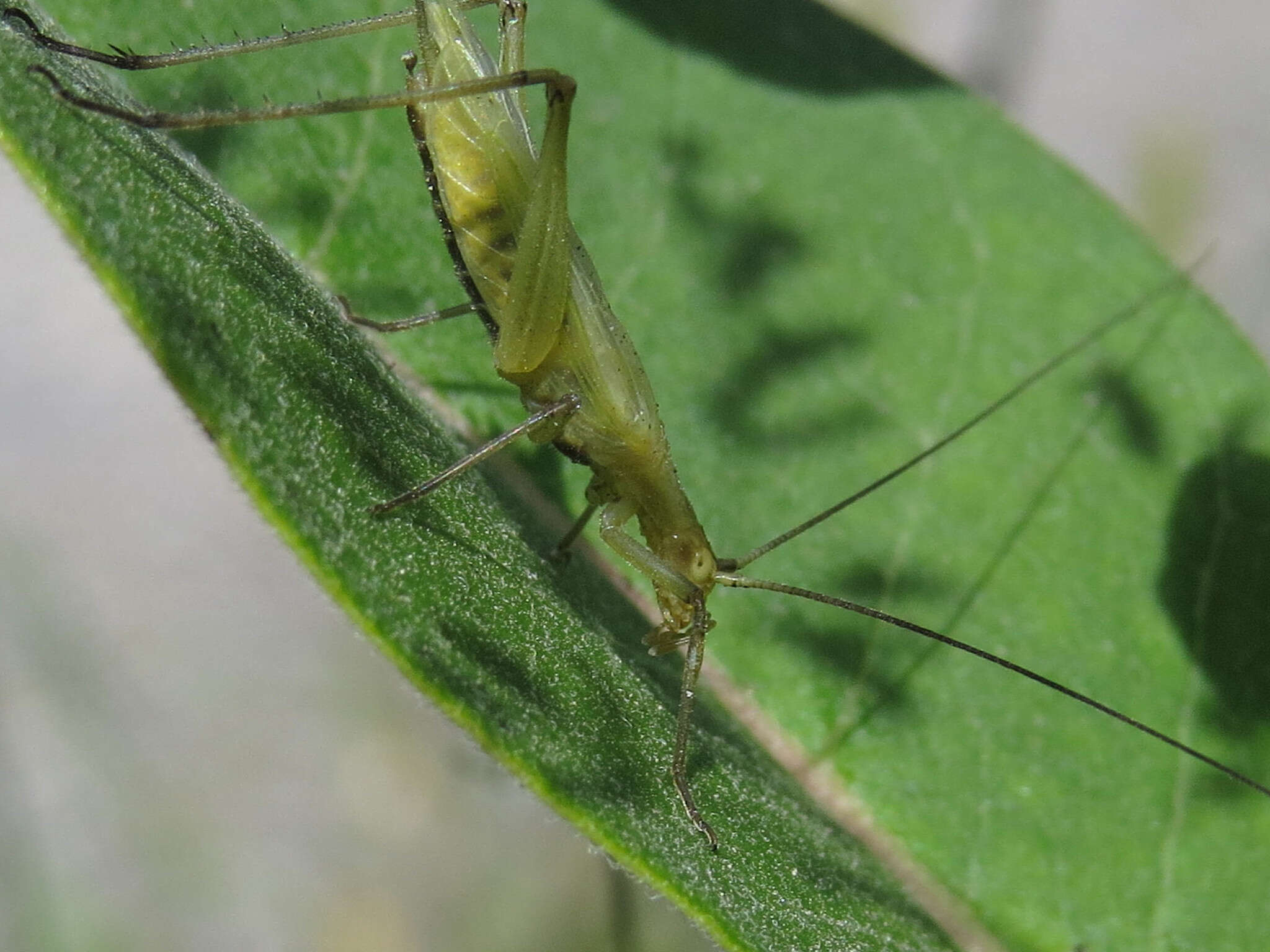 Image of Black-horned Tree Cricket