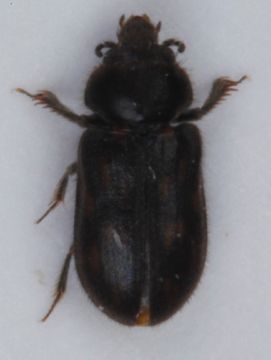 Image of <i>Heterocerus fusculus</i> Kiesenwetter 1843