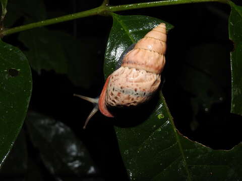 Image of Burringtonia exesa