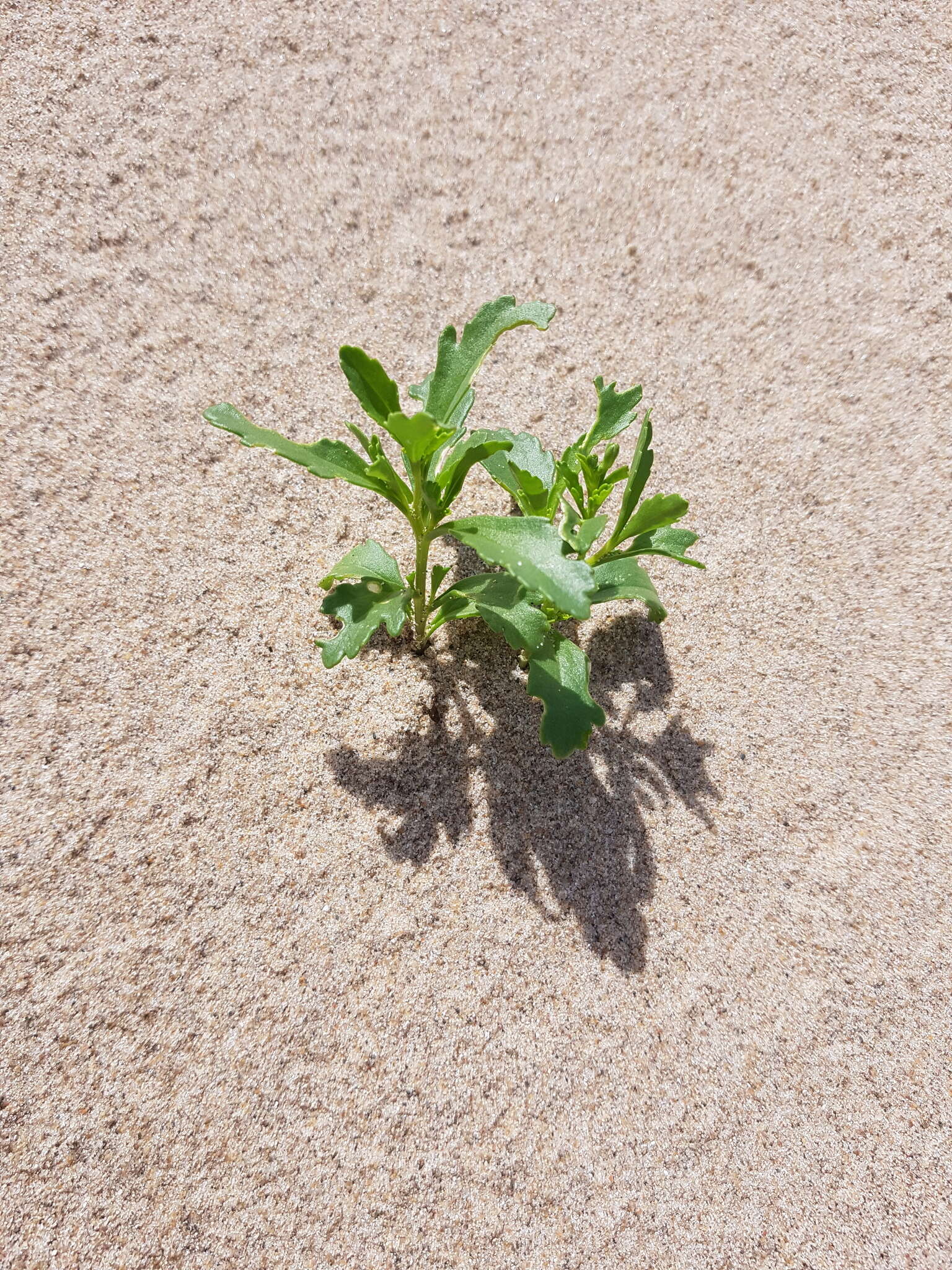 Image of Cakile edentula var. lacustris