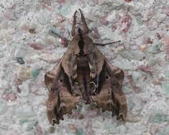 Image of One-eyed Sphinx, Eyed Hawk-moth